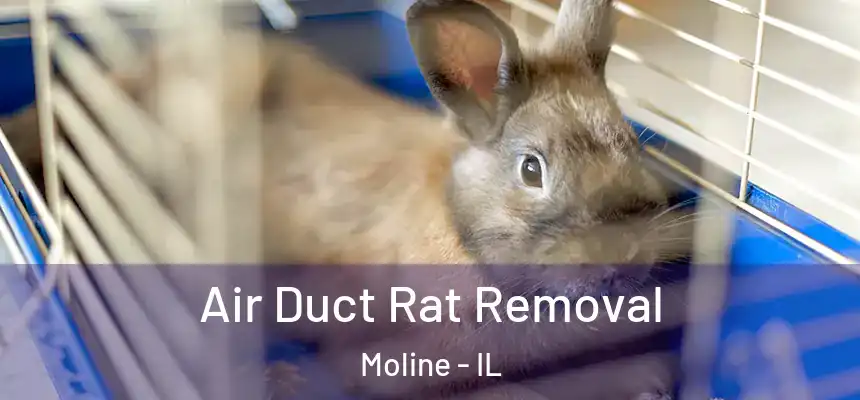  Air Duct Rat Removal Moline - IL