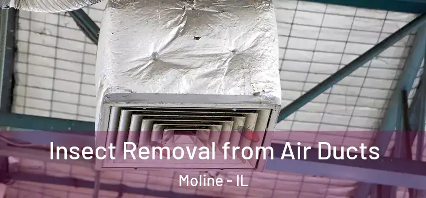  Insect Removal from Air Ducts Moline - IL